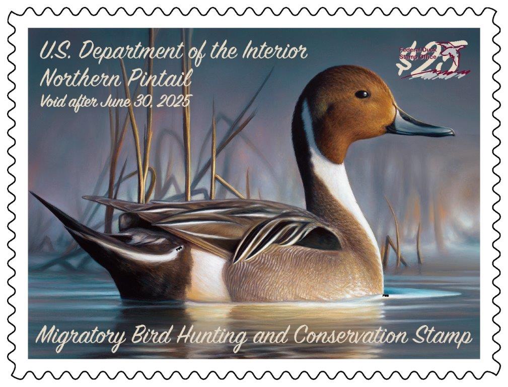 2024-2025 Federal Duck Stamp with northern pintail painted by Chuck Black (c) USFWS.jpg